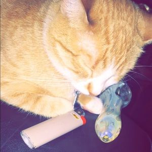 Meet your Posher, Johnelle